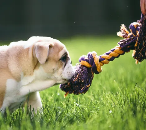 Dog tugging on a purple and yellow rope toy.